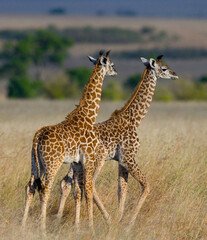 Wall Mural - Two baby giraffes (Giraffa camelopardalis tippelskirchi) in savanna. Kenya. Tanzania. East Africa.
