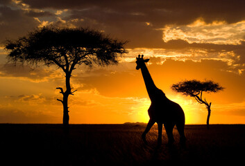 Wall Mural - Giraffe (Giraffa camelopardalis tippelskirchi) on the background of a beautiful sunset. Kenya. Tanzania. East Africa.