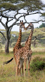 Fototapeta Sawanna - Two giraffes (Giraffa camelopardalis tippelskirchi) in savanna. Kenya. Tanzania. East Africa.