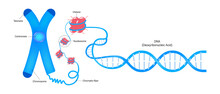 Diagram Of Chromosome, Histone And DNA(Deoxyribonucleic Acid). Vectors For The Study Of Genetics. Genome Sequence.