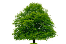 Isolated Large Linden Tree. PNG File With Transparent Background.