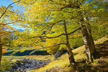 Sticker - Autumn forest in the Pyrenees