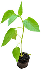 Wall Mural - pepper seedling with root and ground on a white background close-up