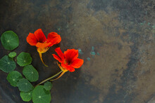 Nasturtium Or Indian Cress Flower On A Textured Vintage Background. Copy Space