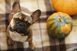 French bulldog and a pumpkin . Autumn mood