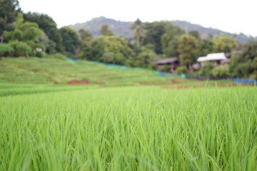 Canvas Print - rice field