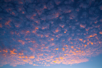 Wall Mural - Stunning orange altocumulus clouds at sunset / sunrise. Amazing colorful sky. Golden-yellow mass prizes. Orange clouds on blue sky