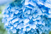 Romantic, Soft And Beautiful Pattern Blue Hydrangea Flowers Background