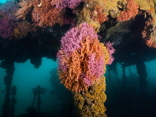 Wall Mural - Multicolored sea fans covering the bridge of an old ship wreck