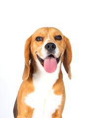 Wall Mural - muzzle dog with big ears on a white background