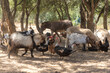 Rural farm with various types of animals.