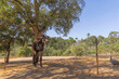 Donkey neighing in farm with trees.