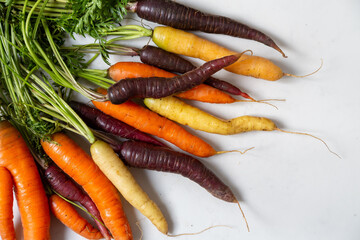 A bunch of freshly pulled seasonal organic heritage orange, yellow and purple carrots