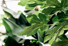 Fig Leaves In The Greenhouse.Natural Green Background.Home Gardening,urban Jungle,biophilic Design.Selective Focus,close-up.