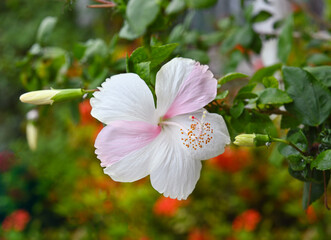 A beautiful 2color  pink  white hibiscus flower in bloom in a garden.Amazing flowers, 2 colors in the same flower, so beautiful.