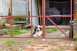 Faithful bobtail dog behind gate waiting for owner.