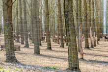 Roe Deer Herd In Fenced Area Of Forest.