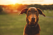 Brown Doberman Puppy Dog In The Wild With Sunset