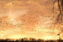 Brilliant Orange Sunrise Marked By Fly Out Of Snow Geese At Loess Bluff National Wildlife Refuge In Missouri