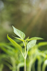  close-up of young plant in the garden with morning sun light, soft-focus in green background