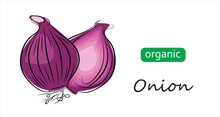 Red Sweet Onion Vector Illustration. Art Illustration Organic Onion.