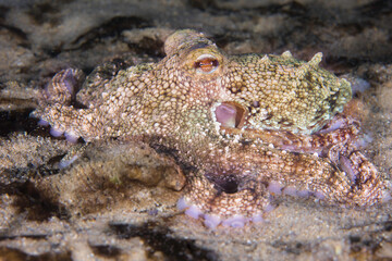 Wall Mural - A Common Octopus (Octopus vulgaris) blending in with the sea floor