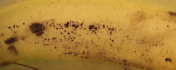 Wall Mural - Yellow ripe banana peel with brown rotten spots background. Fruits harvesting and selling concept.