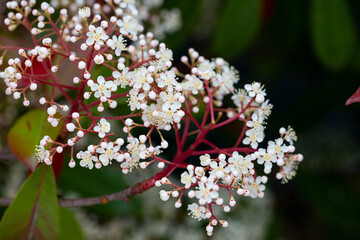 Wall Mural - summer floral background Scientific name Photinia serrulata or Pyracantha coccinea