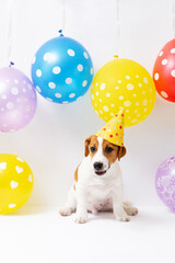 Wall Mural - Jack Russell Terrier puppy, 5 months old, in yellow paper hat. Birthday dog in party hat on a background decorated with colorful balloons