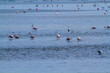 comacchio po delta regional park marshes with flamingos