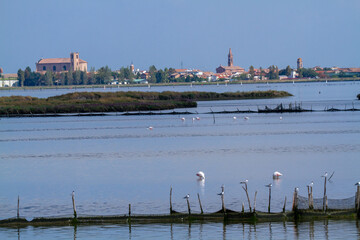 Wall Mural - comacchio po delta regional park marshes with flamingos