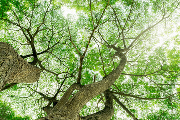 Wall Mural - bottom view of tree trunk to green leaves of tree in tropical forest with sunlight. fresh environmen
