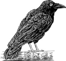 Crow Raven Corvus Bird Vintage Engraved Woodcut