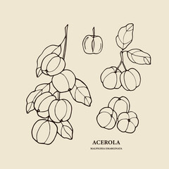 Hand drawn acerola branch illustration