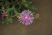 Closeup Shot Of A Trailing Iceplant On The Blurry Background