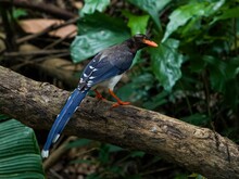 Taiwan Blue Magpie Bird Perching On A Tree On The Ground