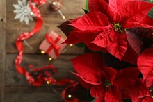 Poinsettia (traditional Christmas Flower) And Holiday Items On Wooden Table, Top View. Space For Text