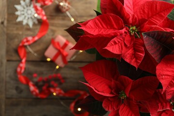 poinsettia (traditional christmas flower) and holiday items on wooden table, top view. space for tex
