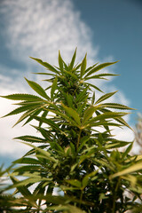 Wall Mural - Bud growing on a marijuana plant in the process of flowering outdoors