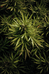 Wall Mural - Bud growing on a marijuana plant in the process of flowering outdoors