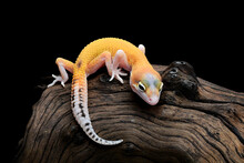 Leopard Gecko Isolated On Black Background