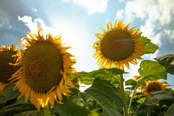 Wall Mural - Sunflowers growing in a field of sunflowers during sunset