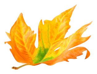 Wall Mural - autumn maple leaf lying on the ground