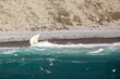 Polar bear beluga off coastline