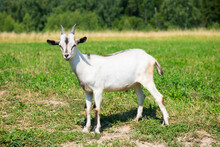 A Young White With Grey Goat In Sunny Summer Day On A Field