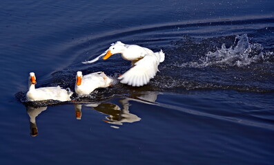 white duck in the water