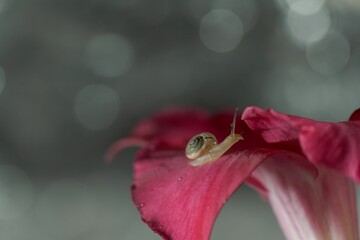 Wall Mural - Small snail on a pink flower