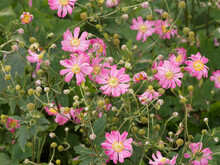Pamina Japanese Anemone Or Eriocapitella Hupehensis. Wide Pink To Rose-carmine Semi-doubles Flowers With Yellow Pompon-like Stamens On Long Stems