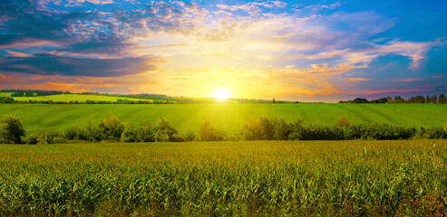 Wall Mural - Corn field and beautiful sunset. Wide photo.