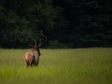 Behind View Of Bull Elk In Grass Field Looking Off Into Dark Forest